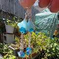 A pair of dangling earrings being held by a hand in a garden. The earrings feature light blue flower-shaped beads, iridescent blue and purple beads, and silver-toned chain links.