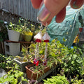 A close-up of a hand holding a pair of dangling earrings with white mushroom-shaped charms, red bands, and clear hanging rods, set against a busy outdoor garden background with potted plants and a wooden fence.