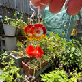 A close-up of a hand holding a pair of dangling earrings with flower-shaped charms in red, orange, and yellow, set against a busy garden background with plants and pots.