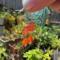 A close-up of a hand holding a pair of dangling earrings with orange flower-shaped charms and silver hooks, set against a busy outdoor garden background.